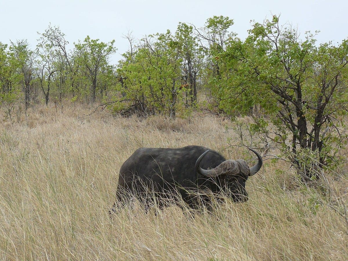 African buffalo (Syncerus caffer) in mopane (Colophospermum mopane) shrubland near Mopani Camp, northern Kruger National Park. Habitat west of Mopani Camp is classified as "mopane-
