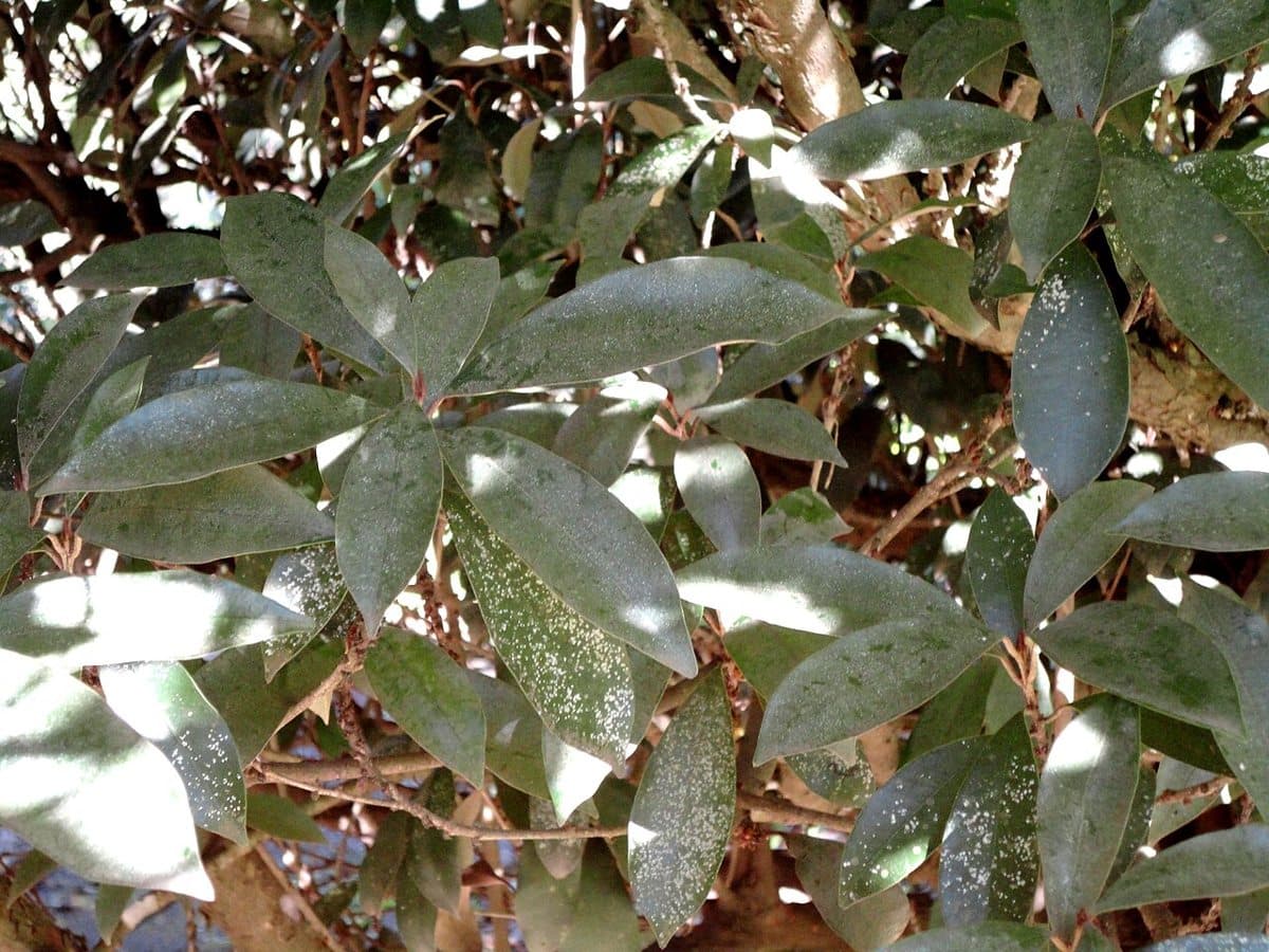 Foliage of a Silver-leaf Milkplum, KwaZulu-Natal National Botanical Garden, Pietermaritzburg