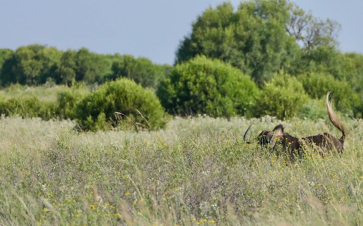 Mafikeng Game Reserve, Mahikeng, North West Province, SOUTH AFRICA