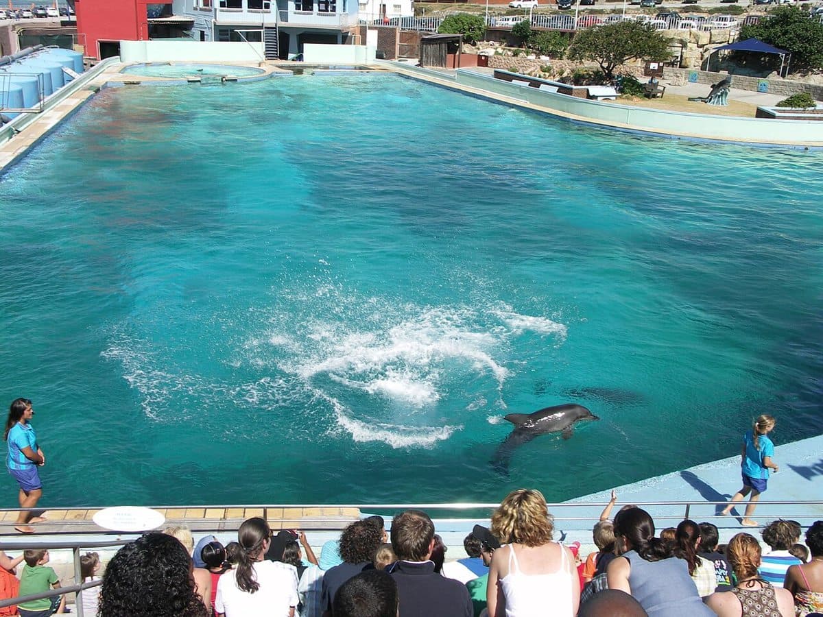 Dolphins at the Bayworld Dolphinarium in Port Elizabeth, South Africa
