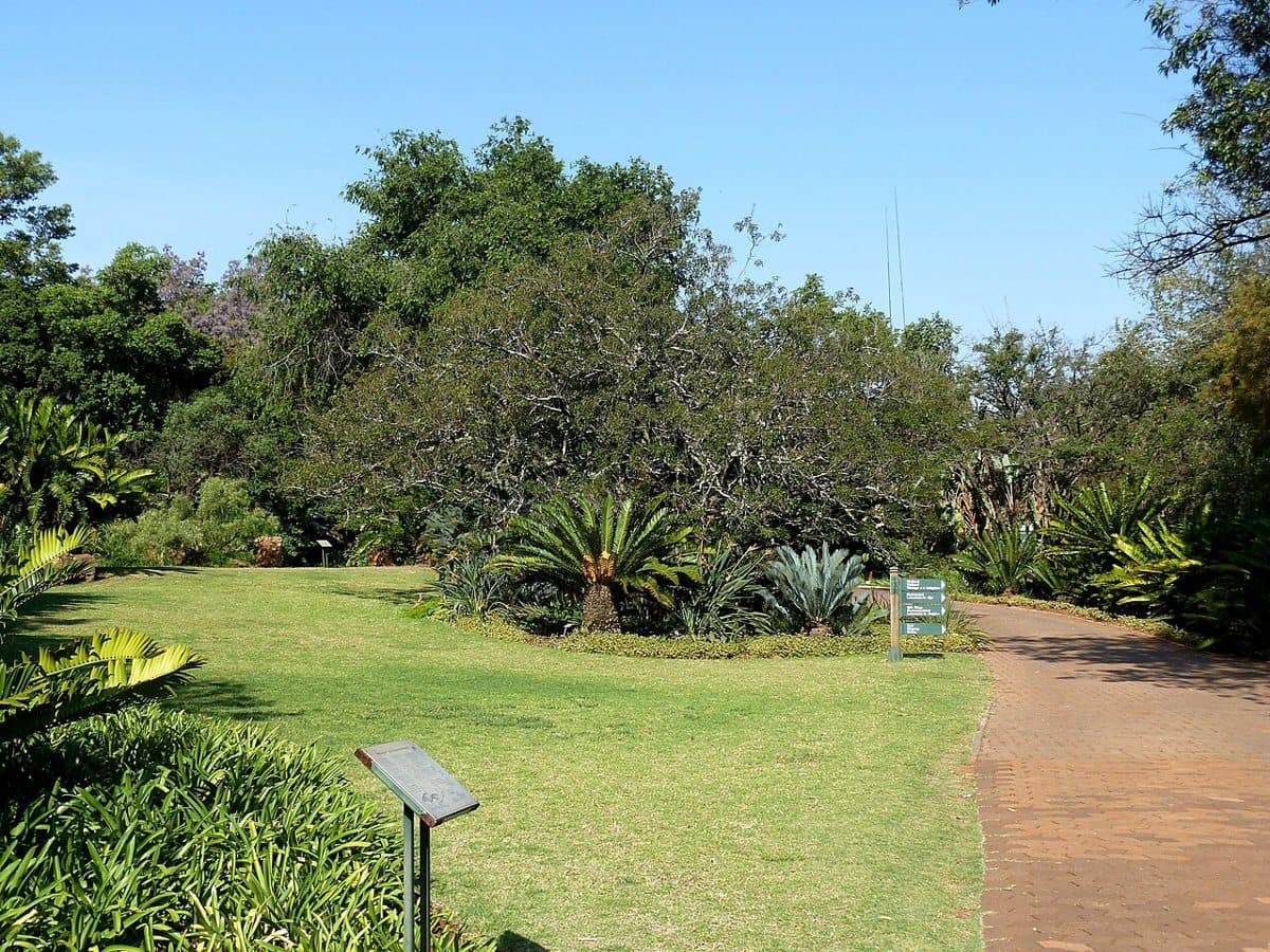 Part of the Cycad garden at the Pretoria National Botanical Garden, South Africa