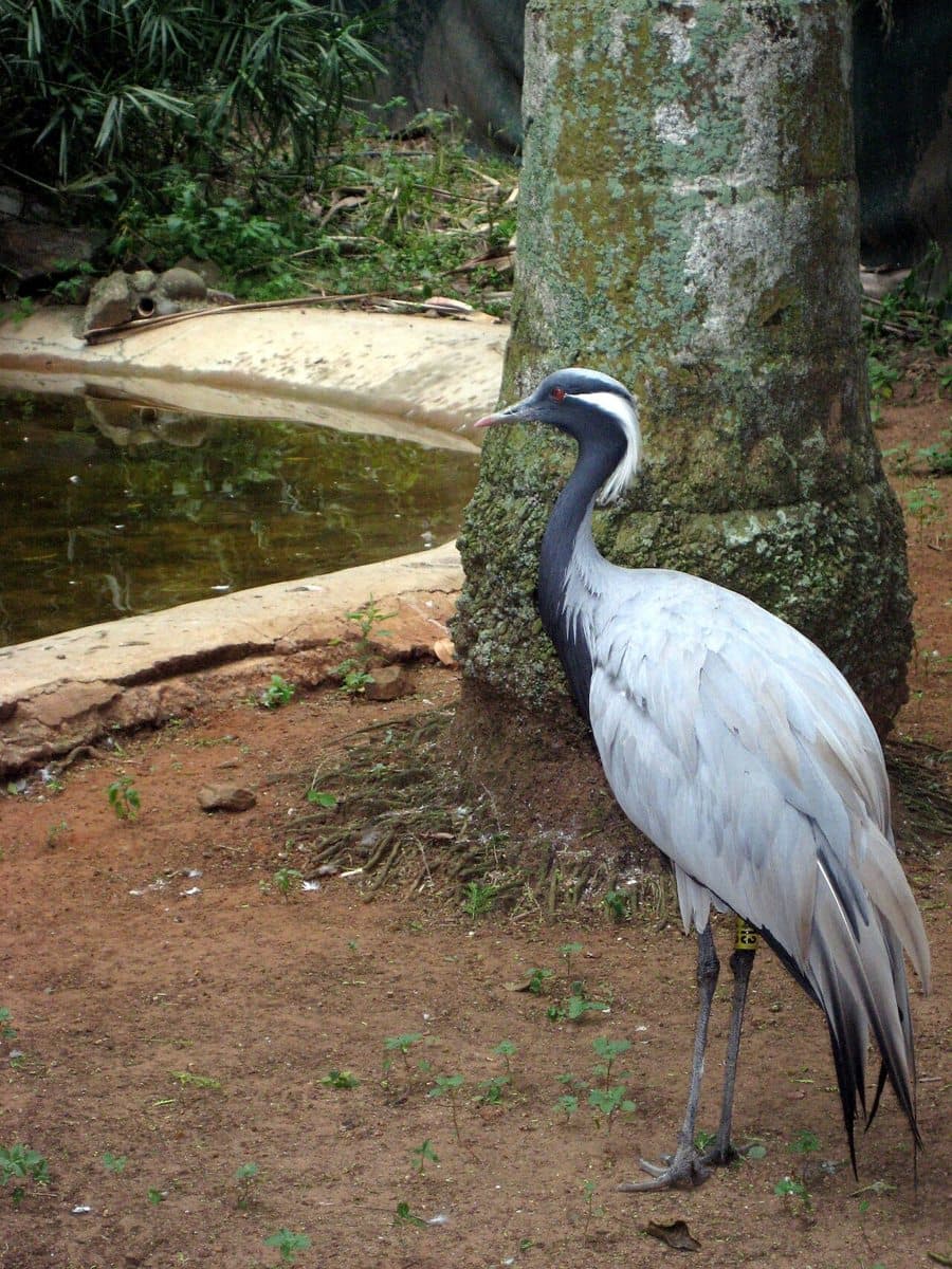 Demoiselle Crane in Umgeni River Bird Park, South-Africa.