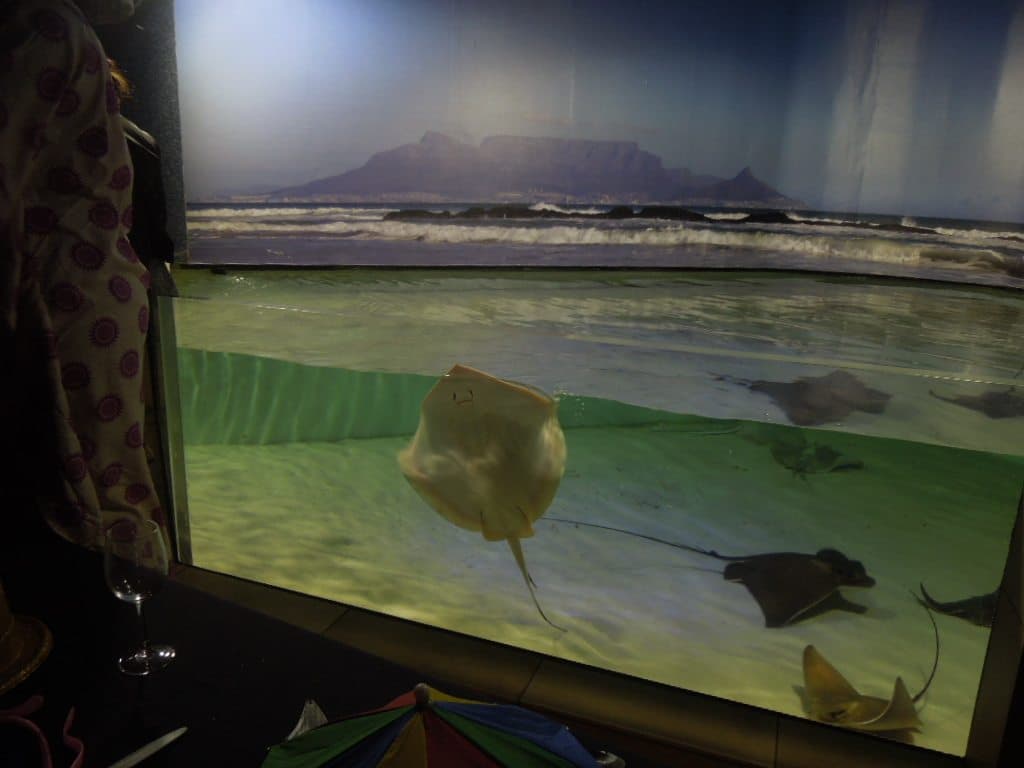 Fishes from Two Oceans Aquarium, Cape town, South Africa